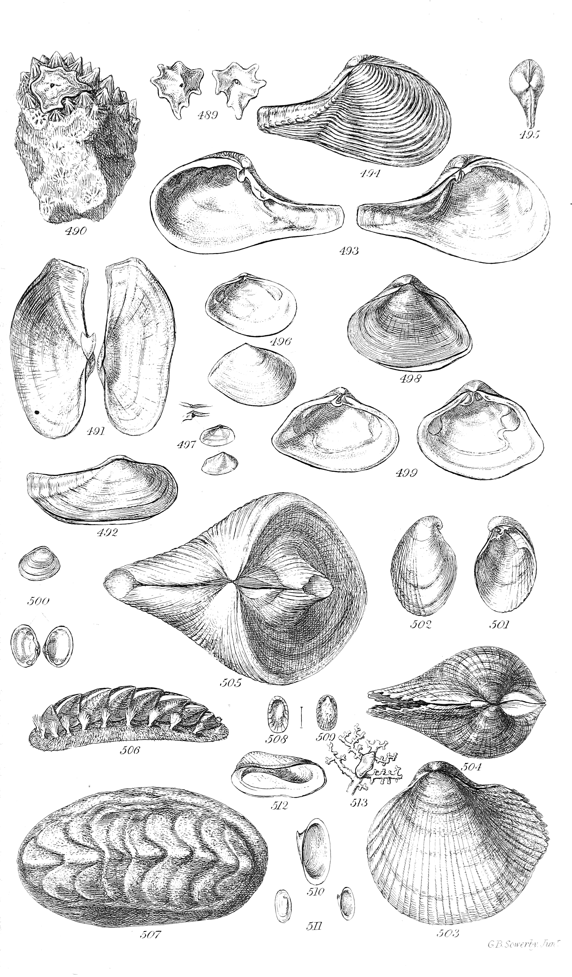 Fig. 489 to 513.