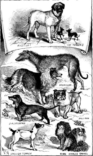 Dogs, continued.