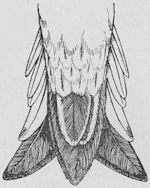 Bird tail