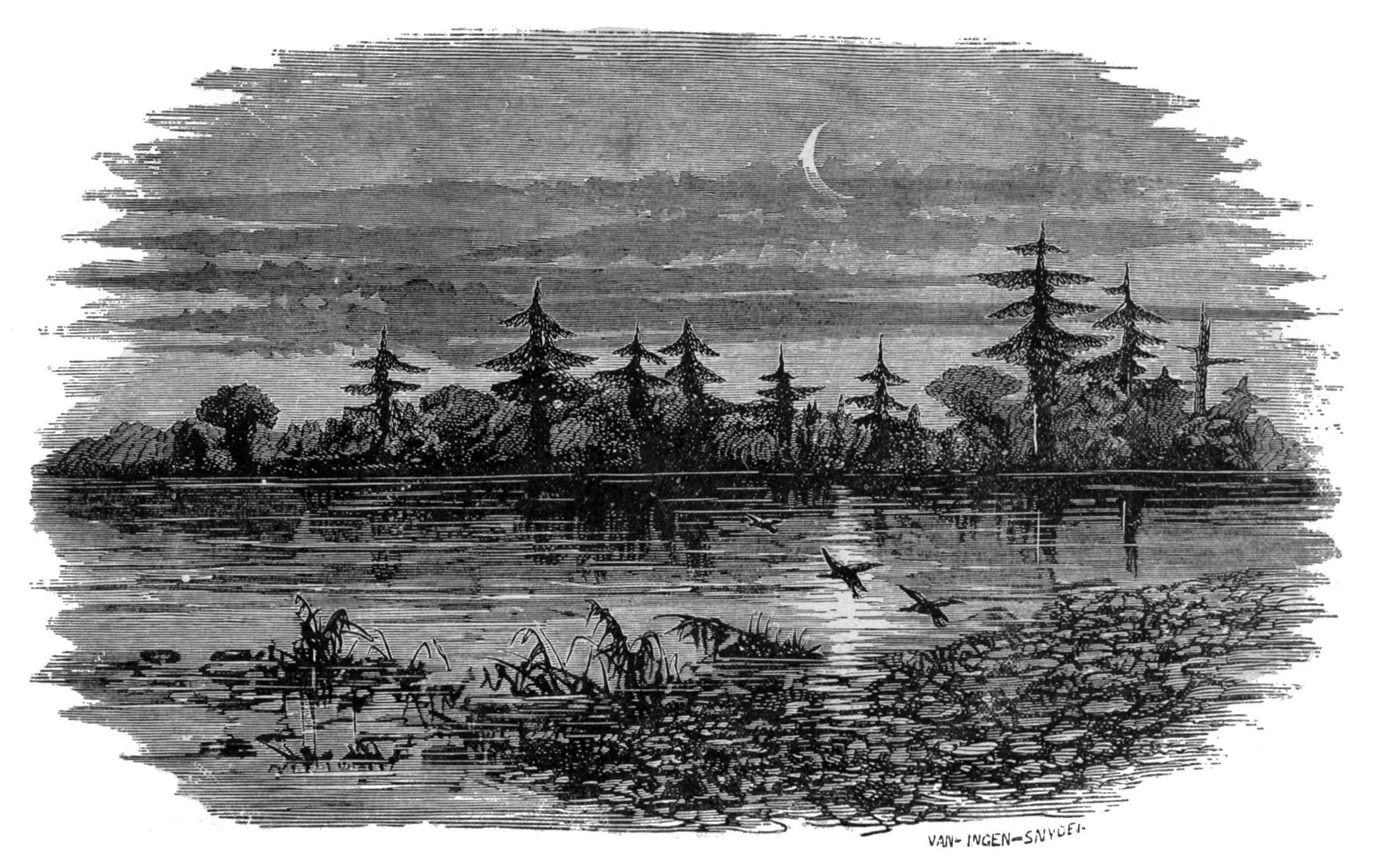 Duck Pond
