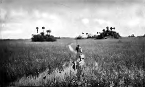 "THE SEMINOLE WAS STANDING IN HIS CANOE LOOKING FIXEDLY AT US"