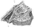 LONGITUDINAL SECTION OF A FOOT WITH LAMINITIS OF FOURTEEN DAYS' STANDING.