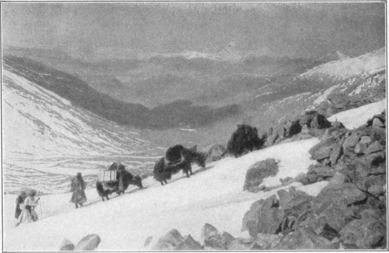 Yaks and men walking up a snowy incline, with mountains in the background.