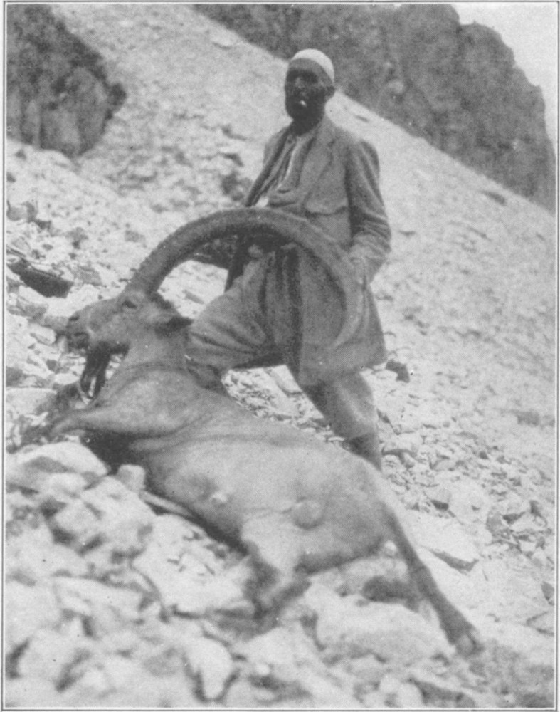 A man smoking a cigarette on a steep slope stood behind a dead ibex