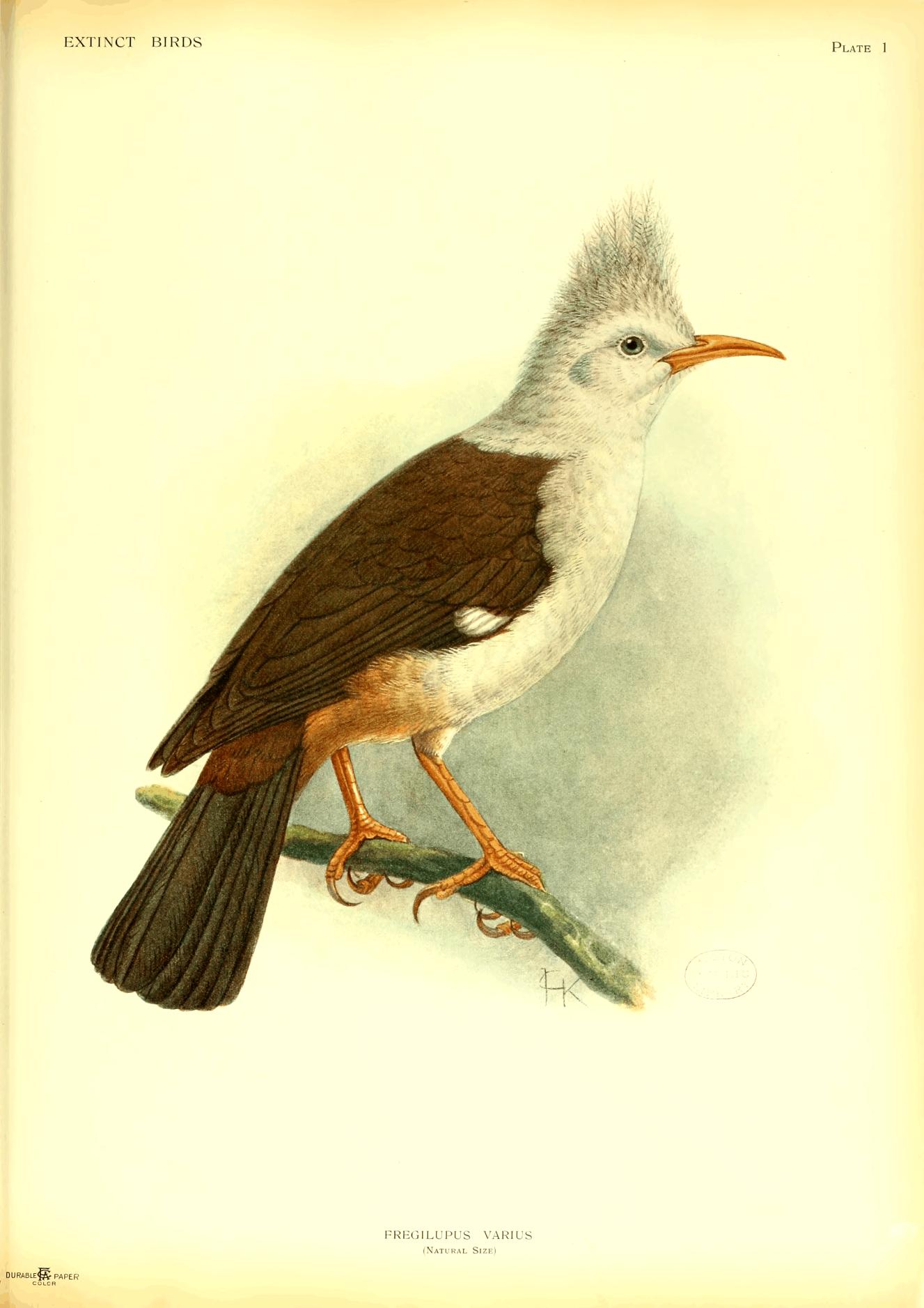 Plate 1