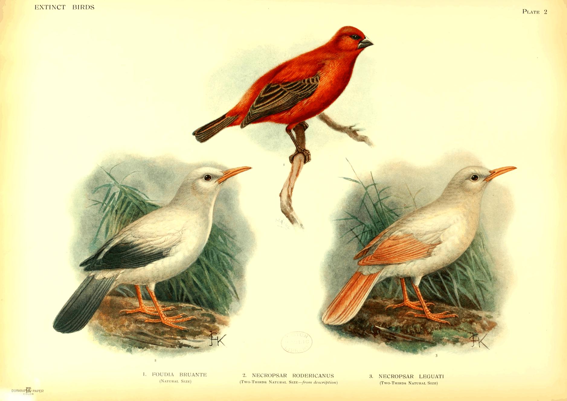 Plate 2