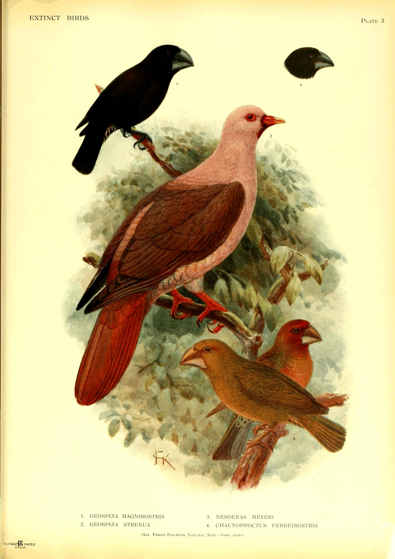 Plate 3