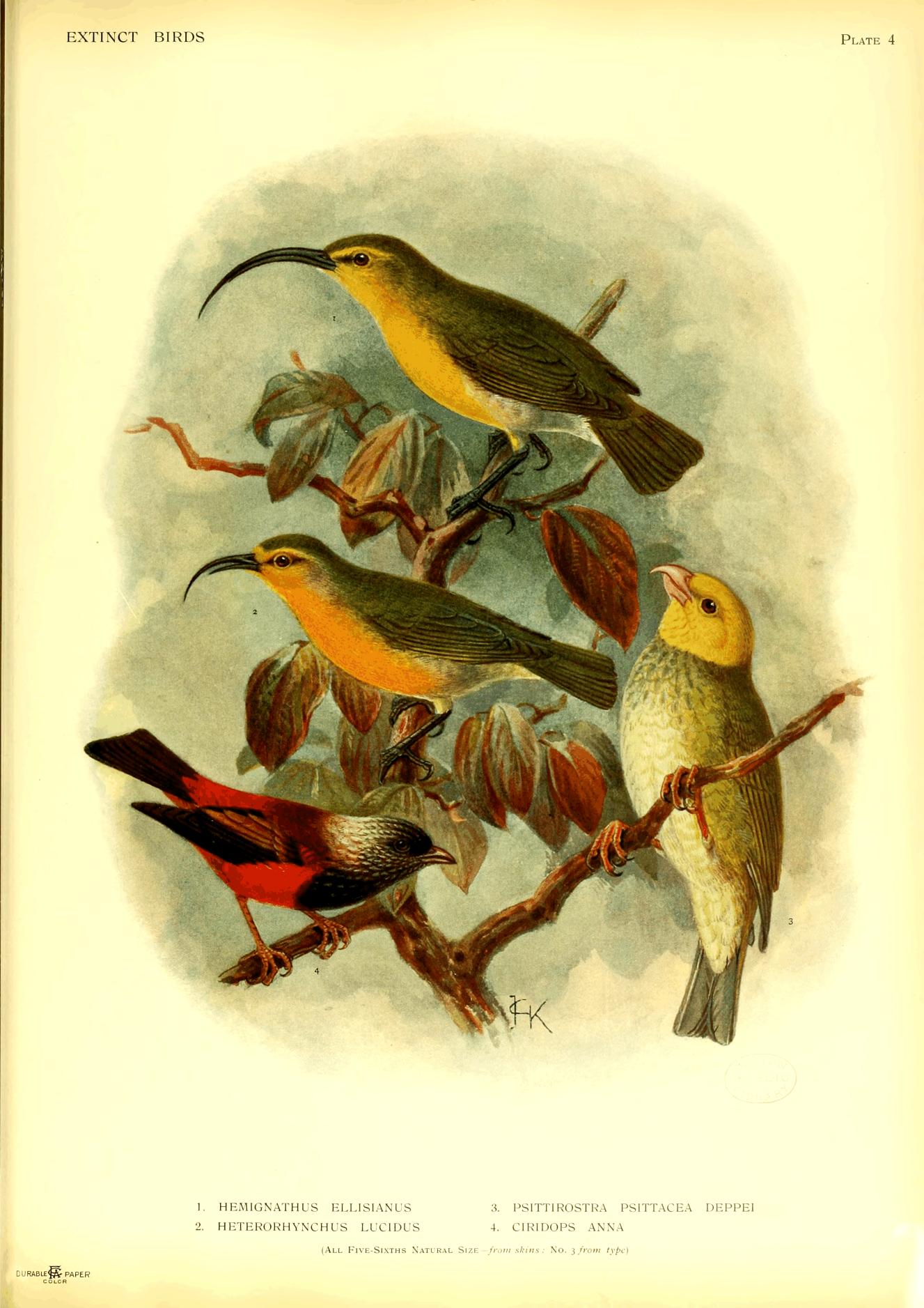 Plate 4