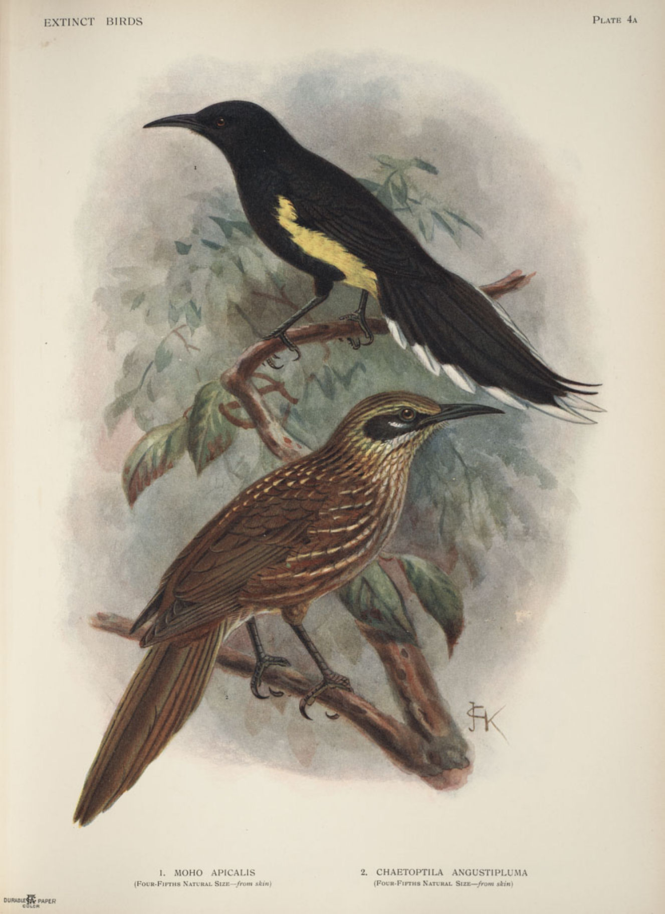 Plate 4a