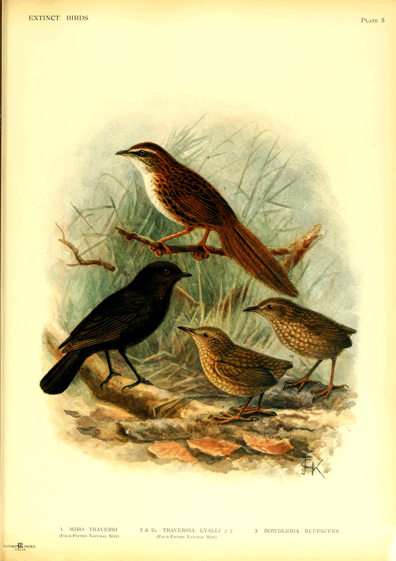 Plate 5