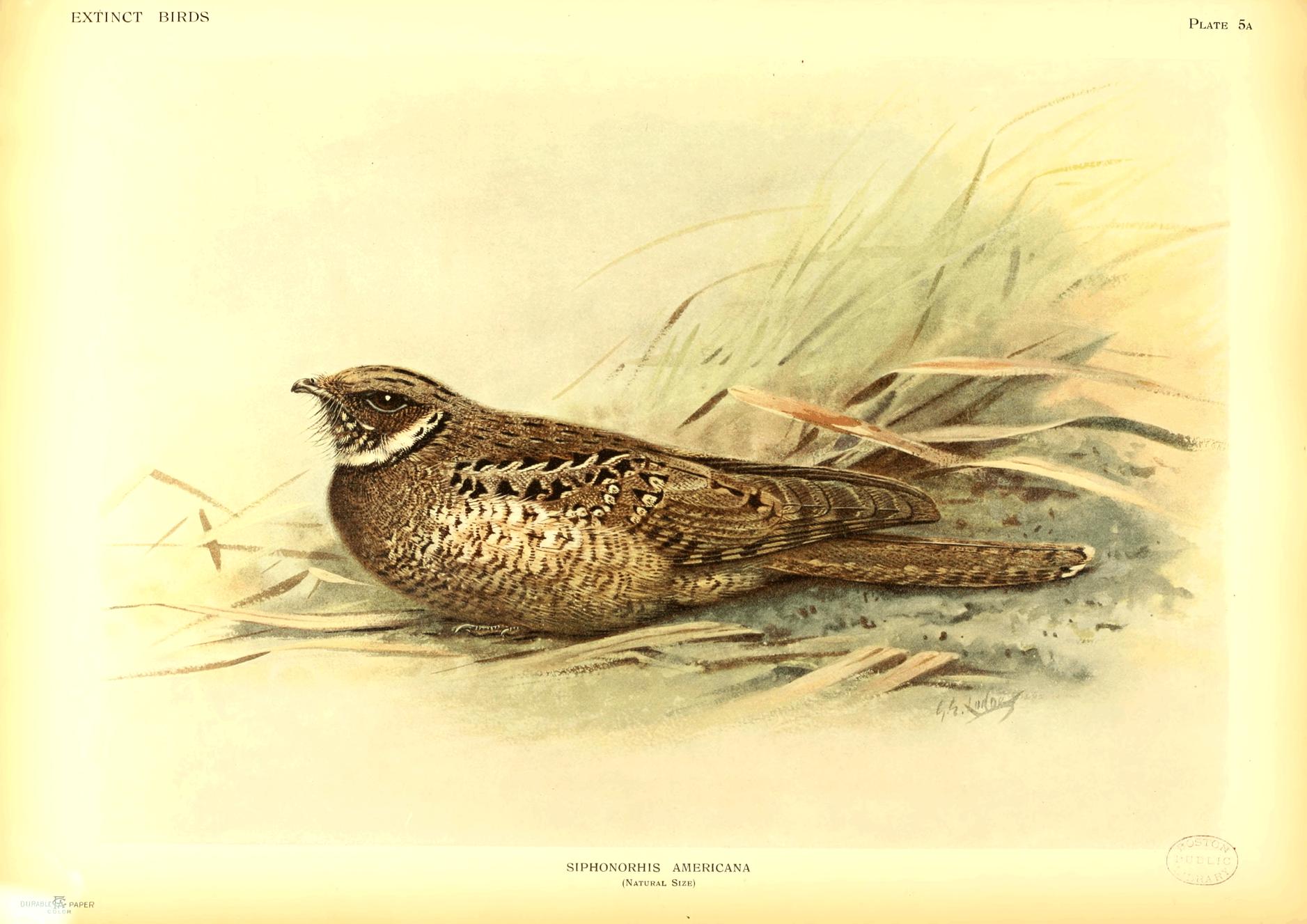 Plate 5a