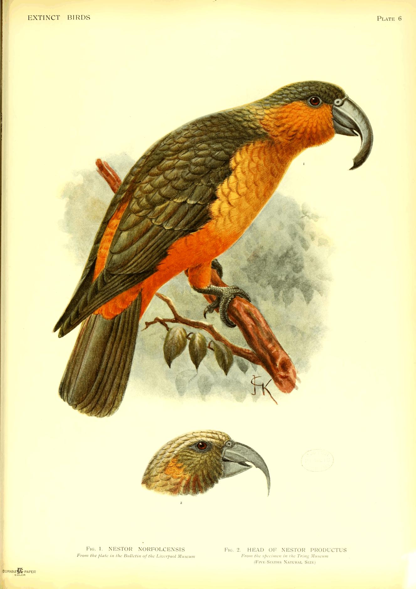 Plate 6