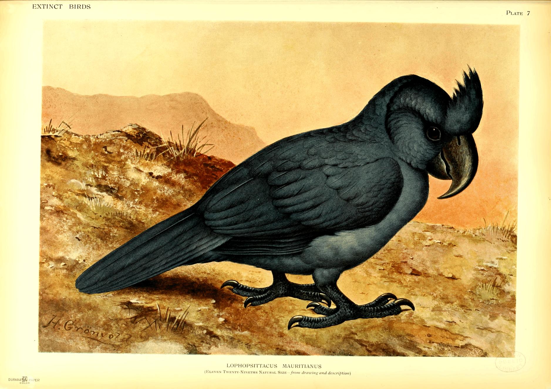 Plate 7