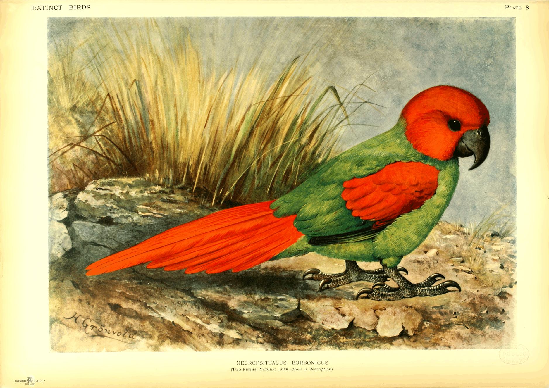Plate 8