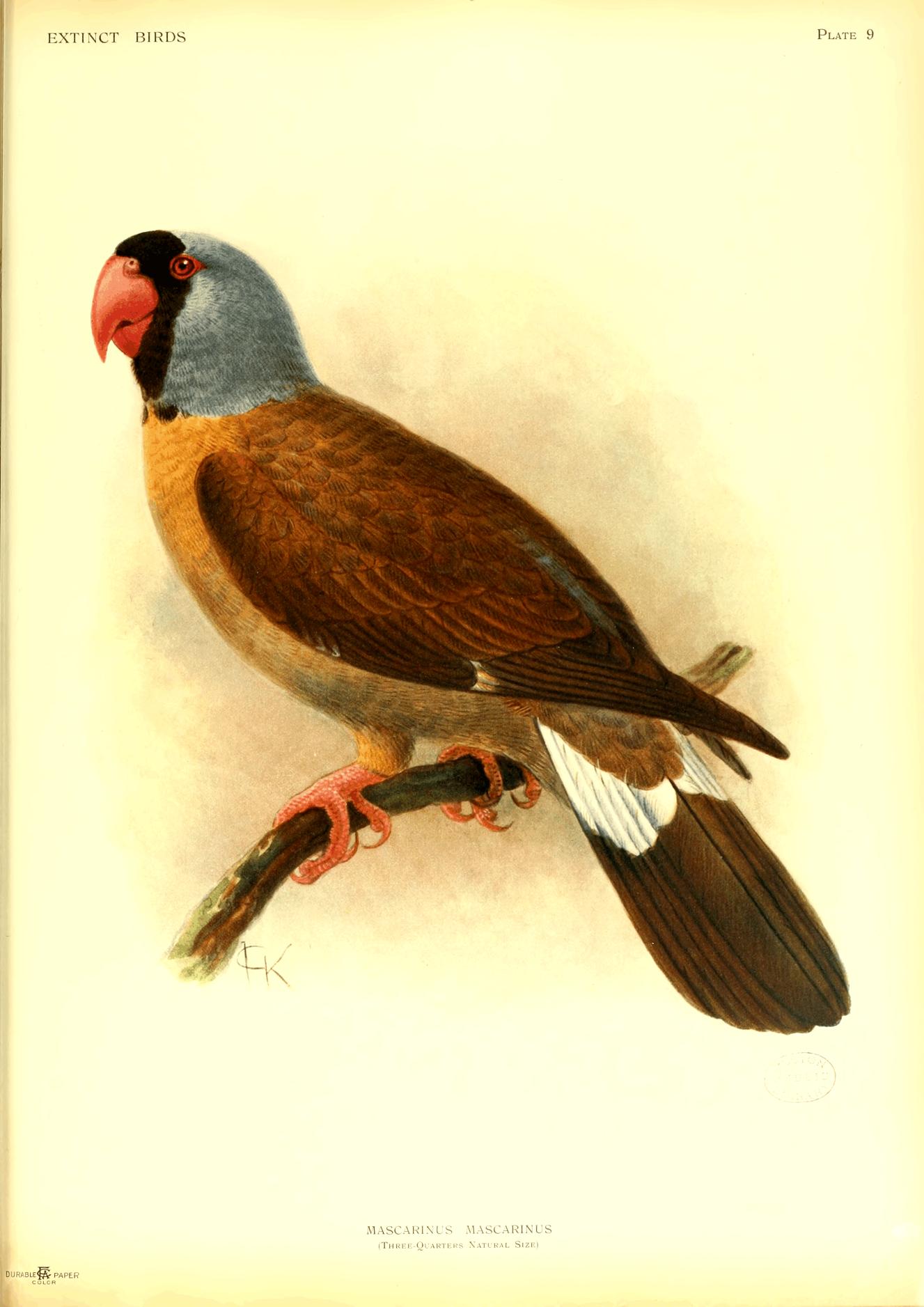 Plate 9