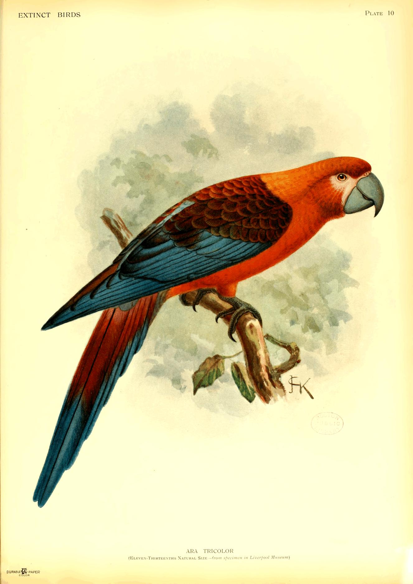 Plate 10
