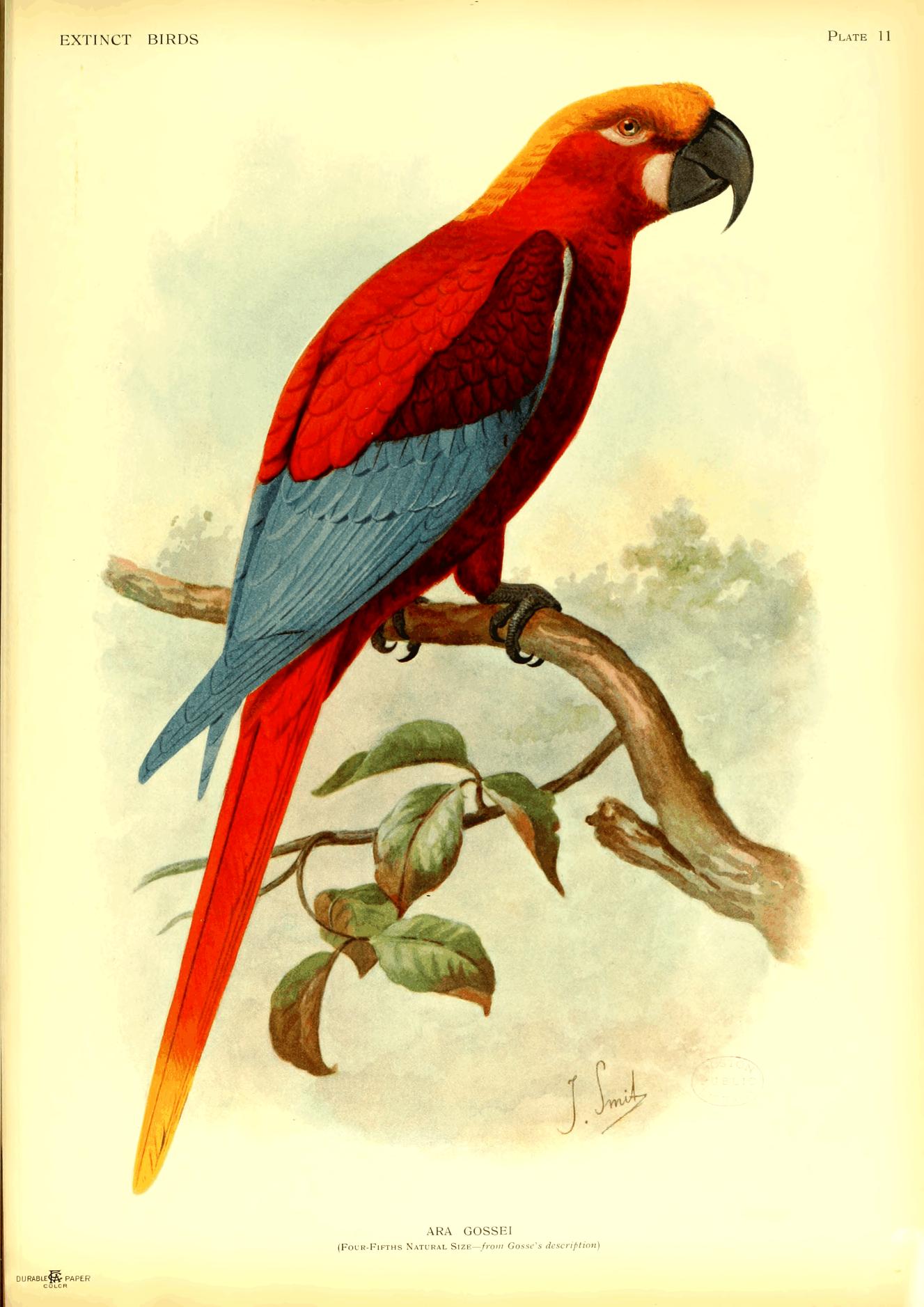 Plate 11