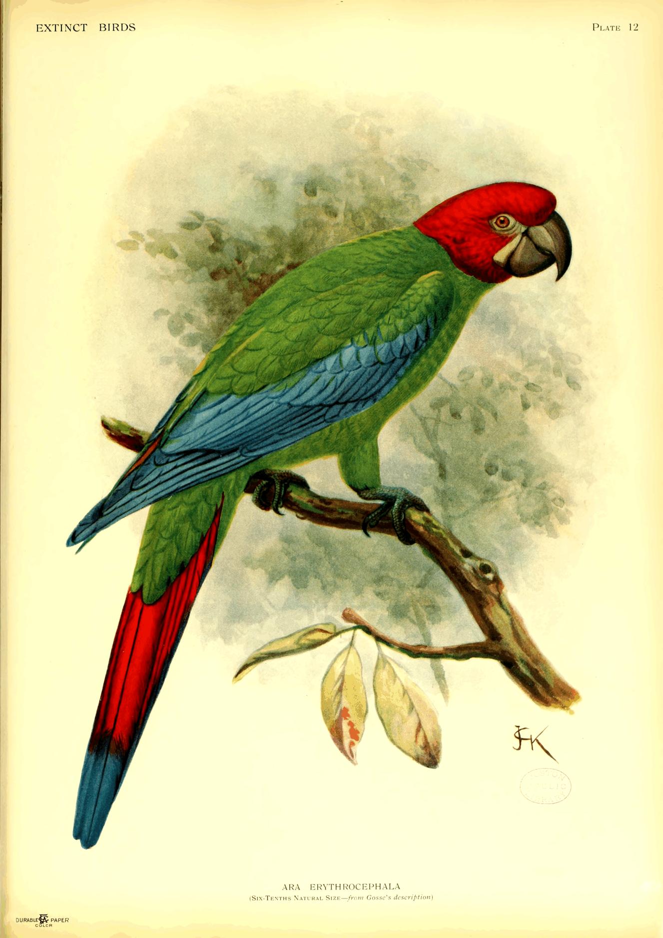 Plate 12