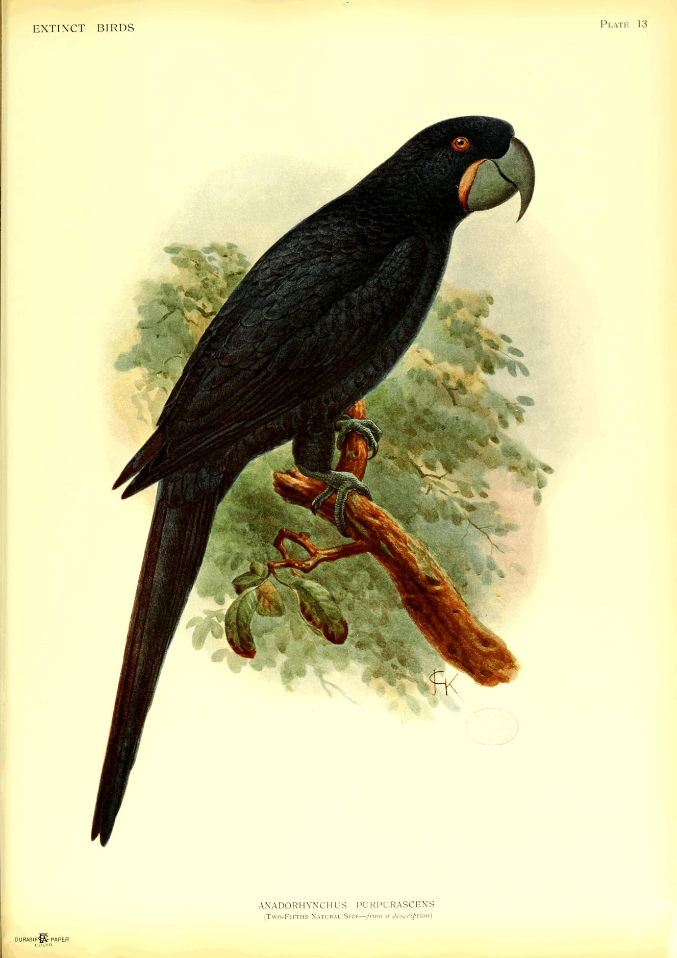 Plate 13