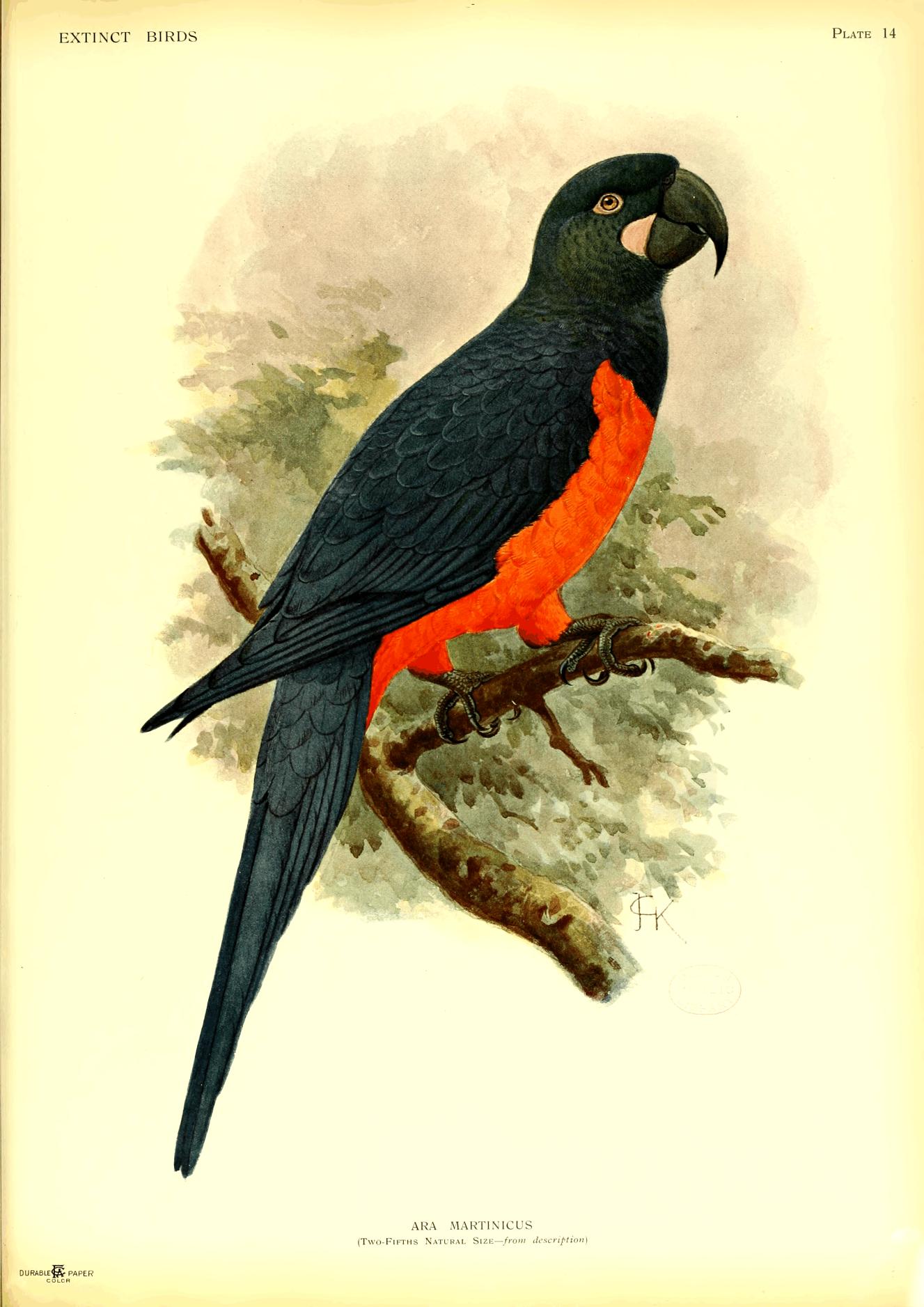 Plate 14