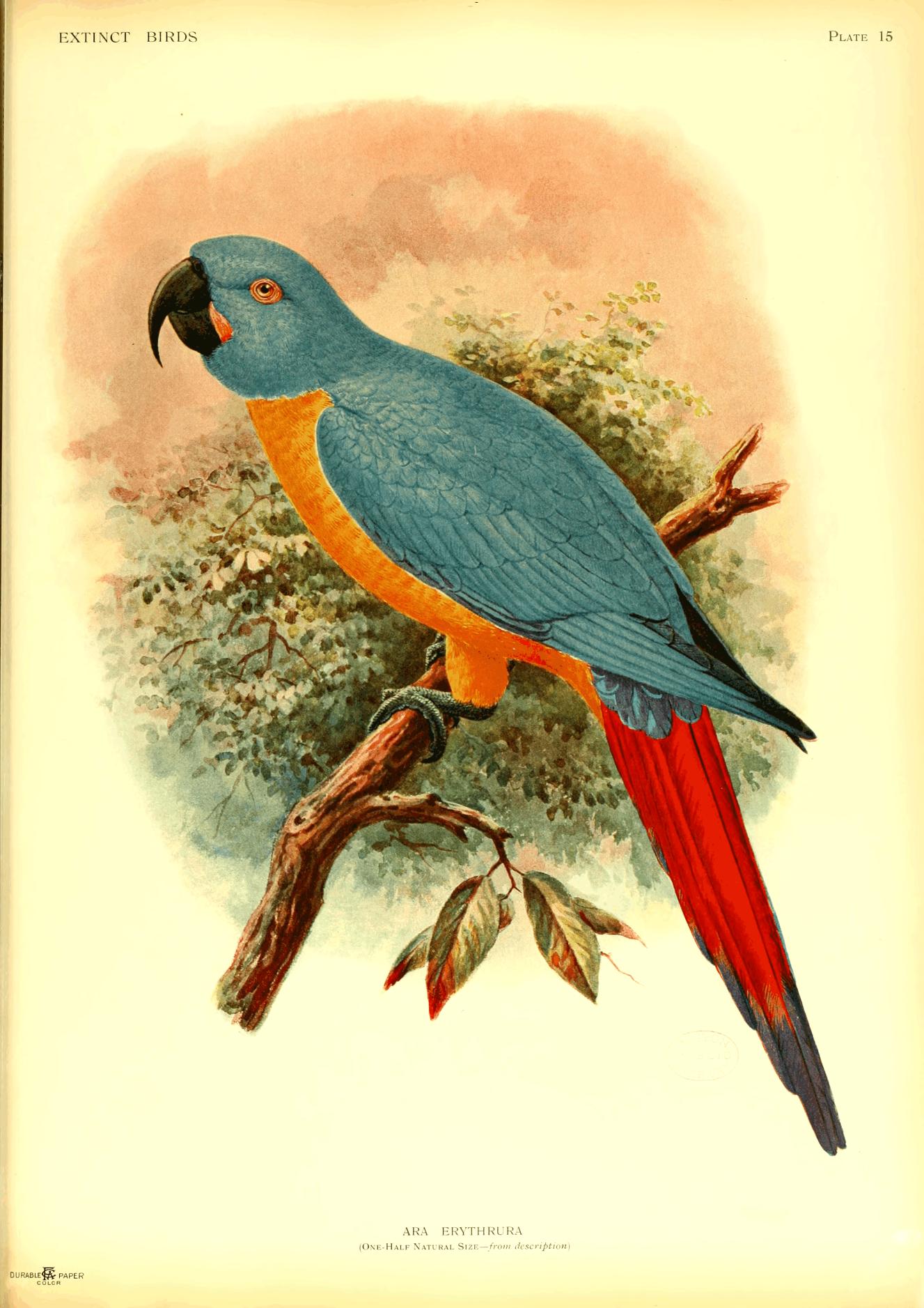 Plate 15