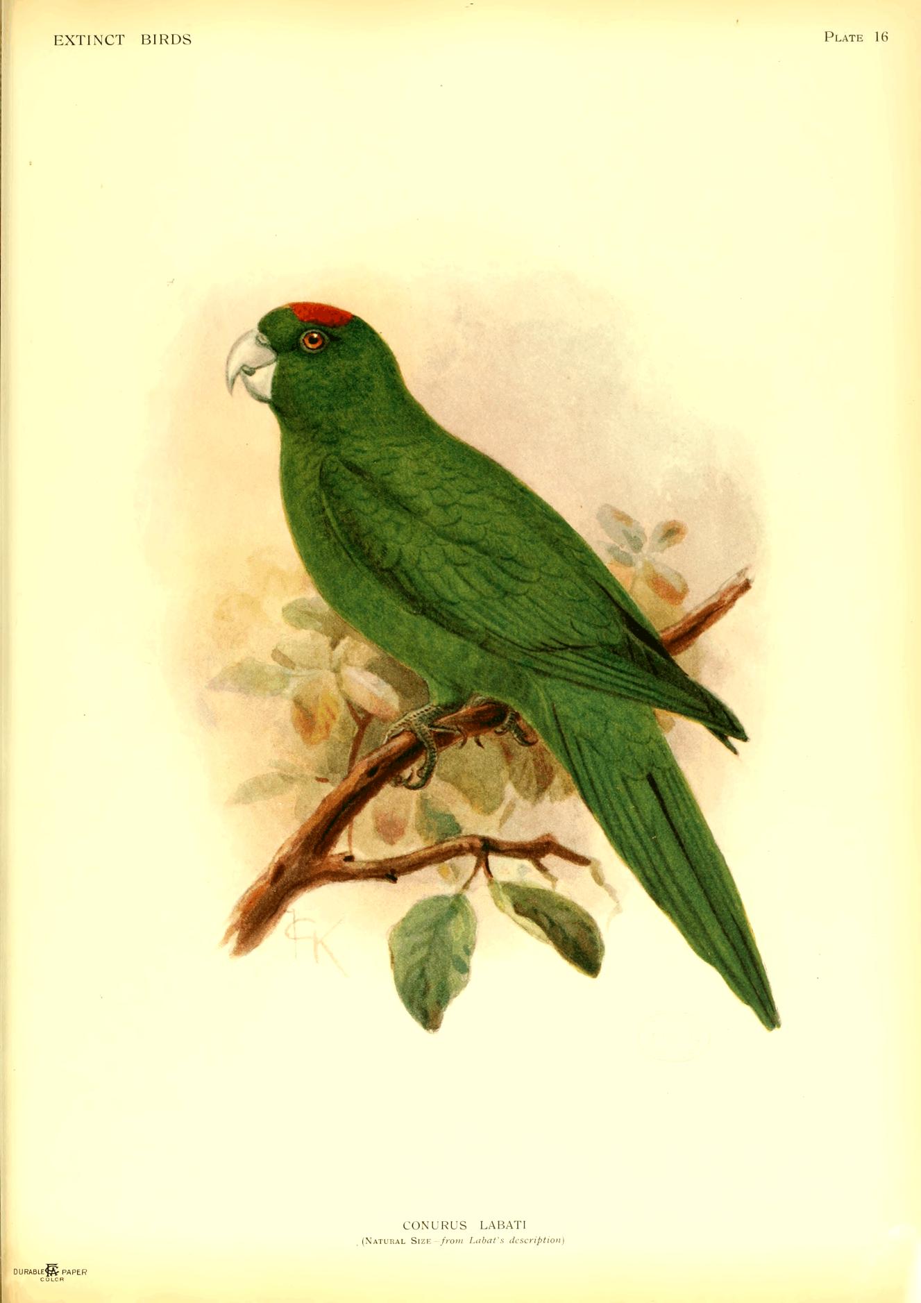 Plate 16