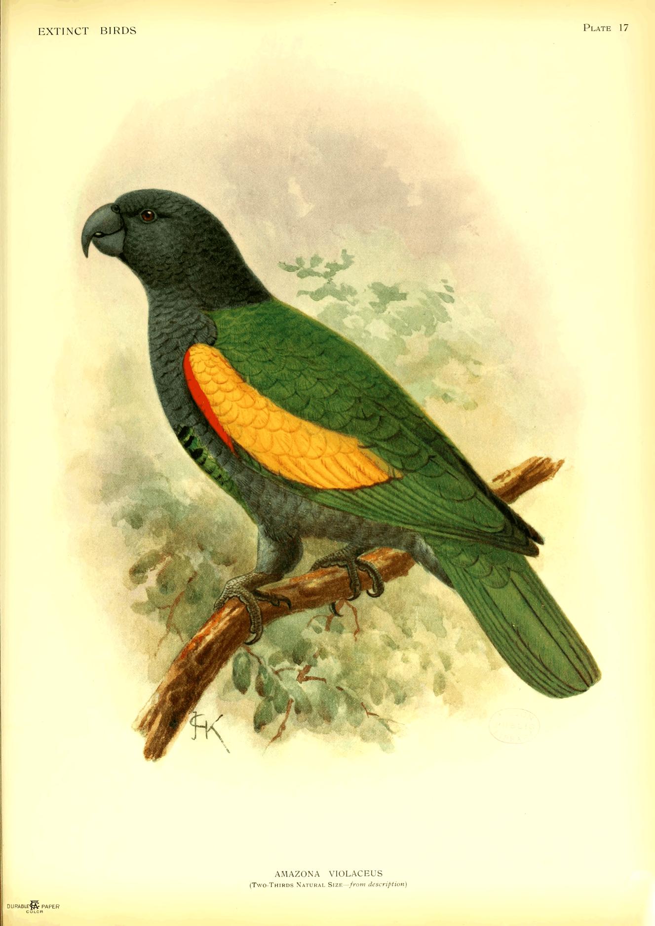Plate 17