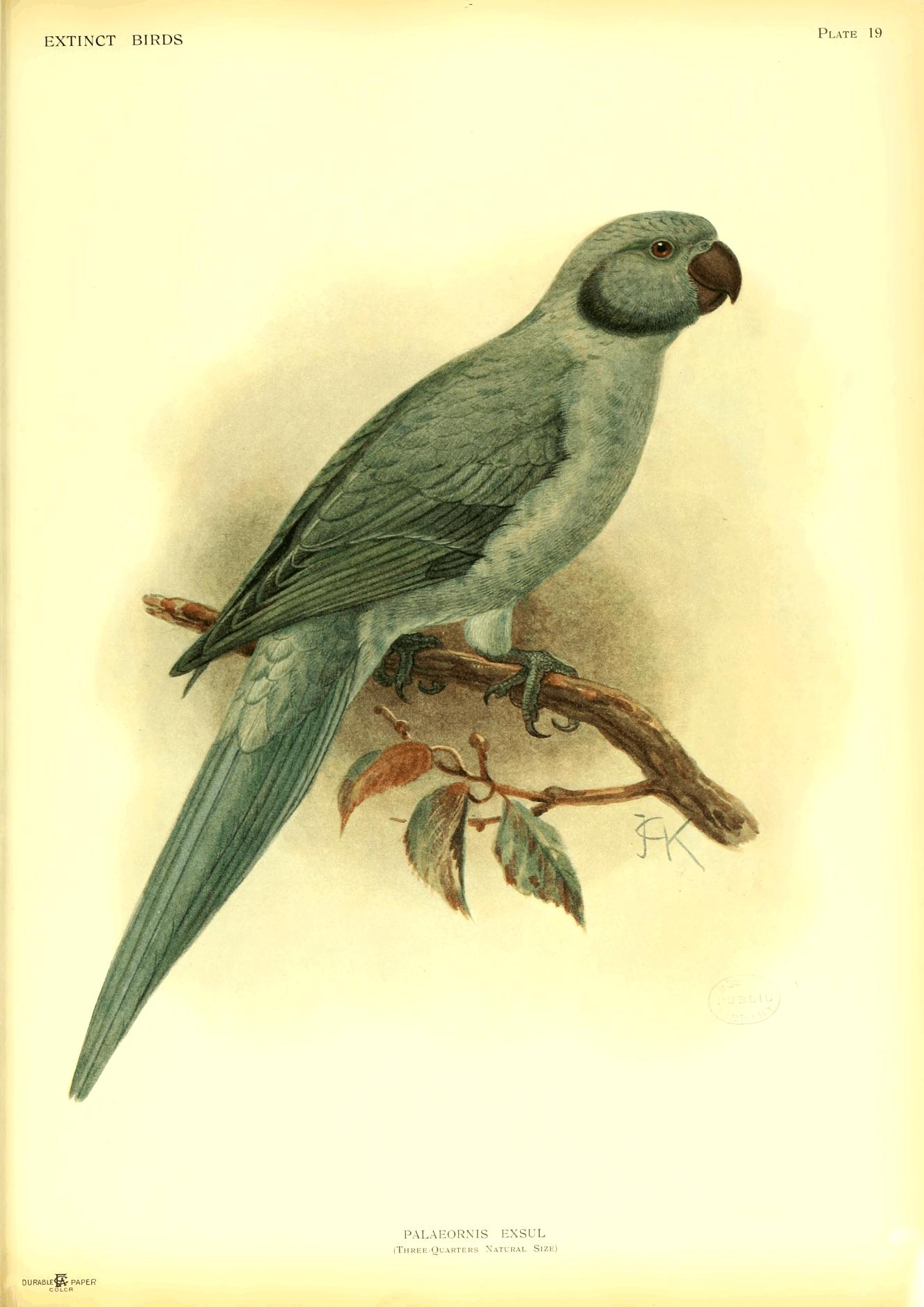 Plate 19