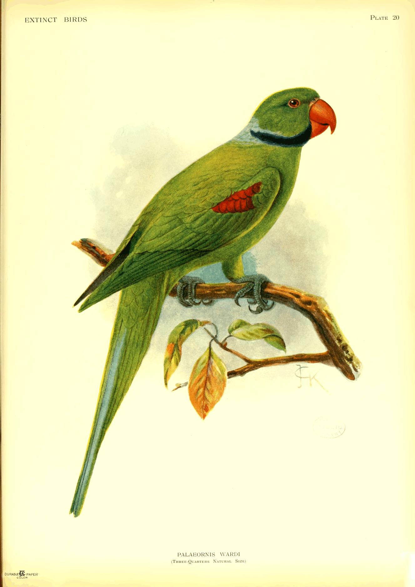Plate 20