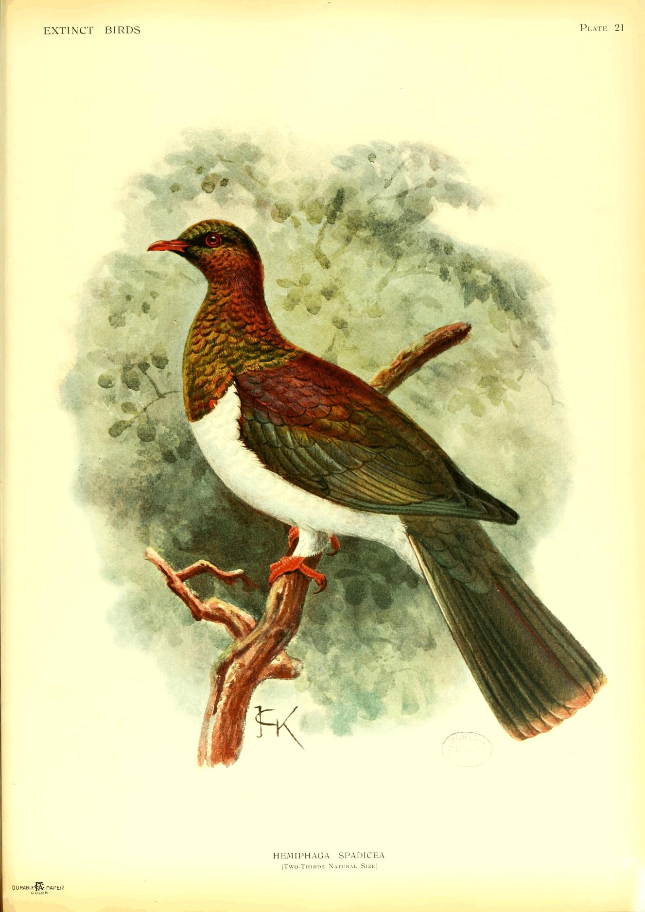 Plate 21
