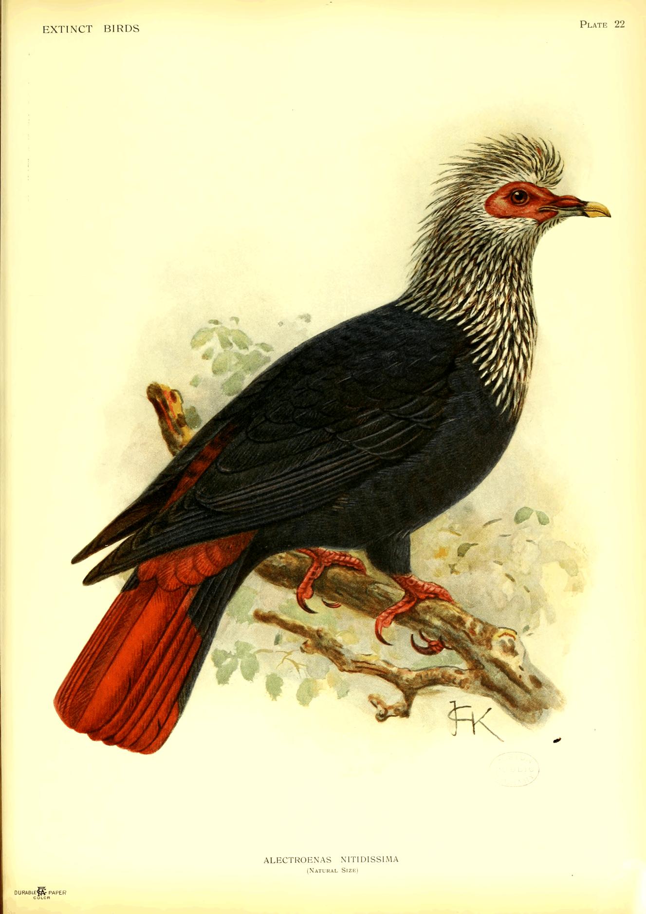 Plate 22