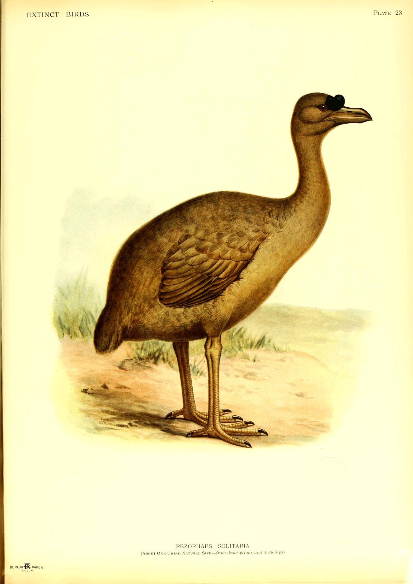 Plate 23