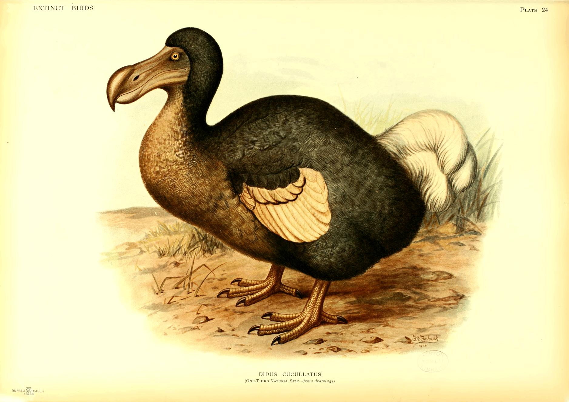 Plate 24