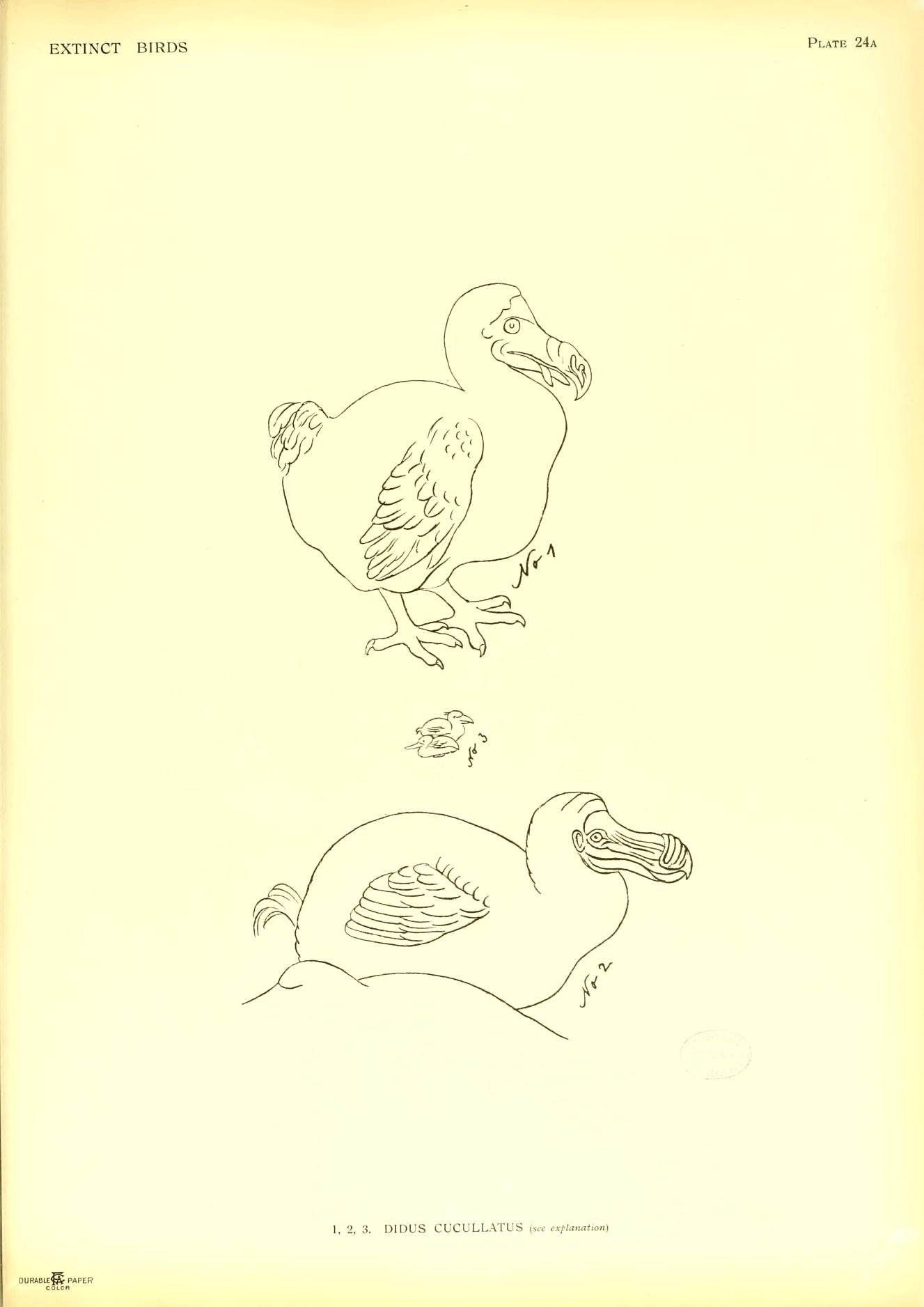 Plate 24a
