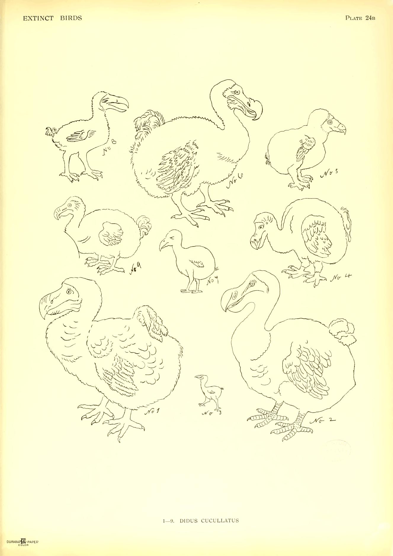 Plate 24b