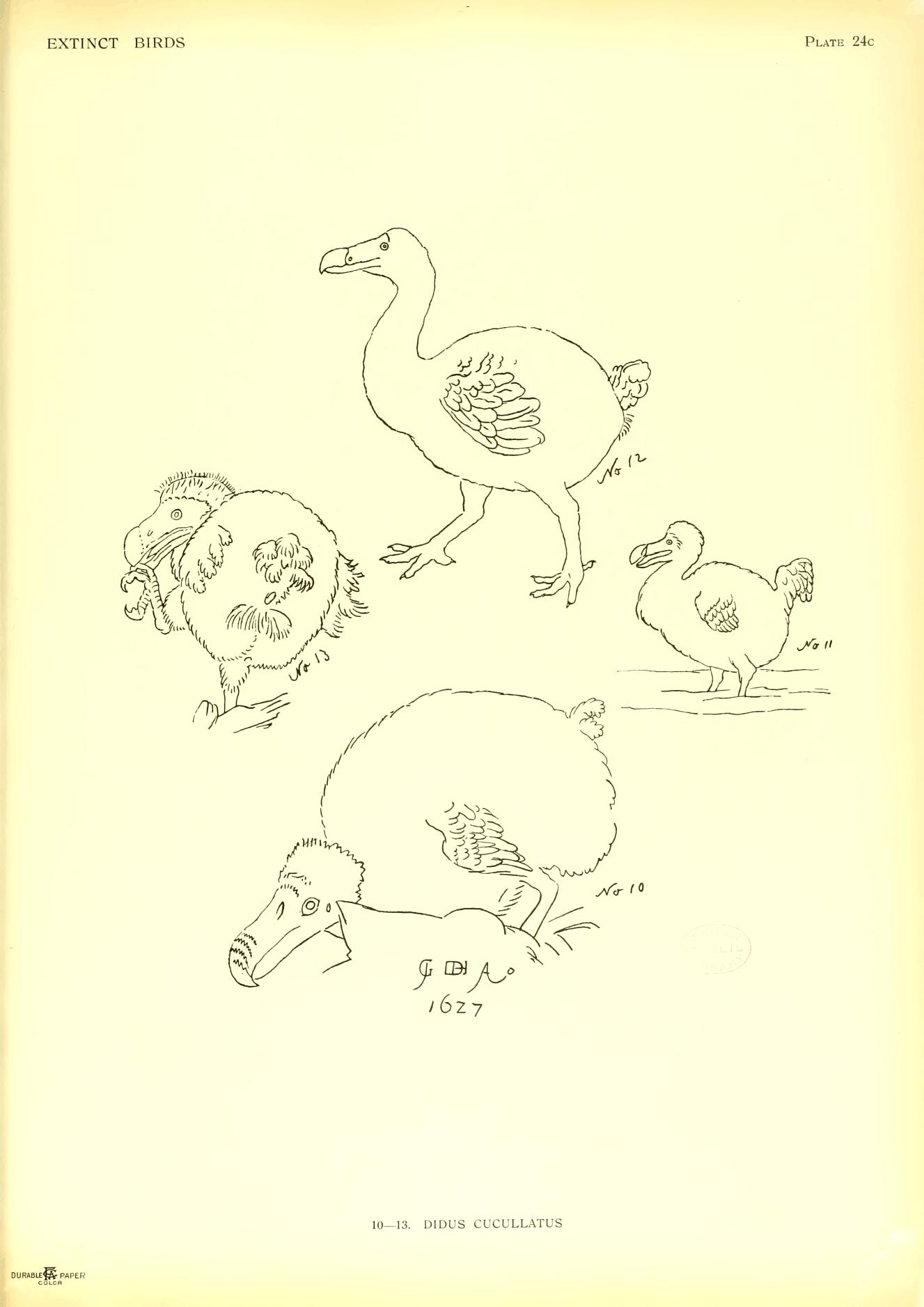 Plate 24c