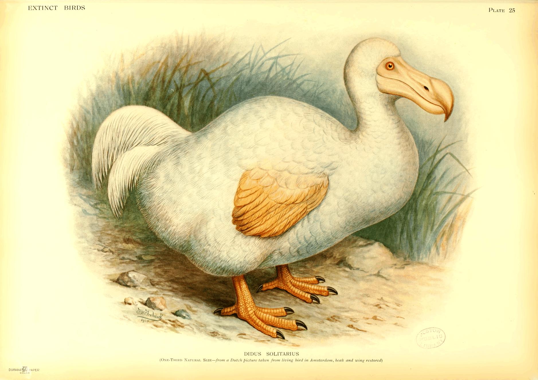 Plate 25