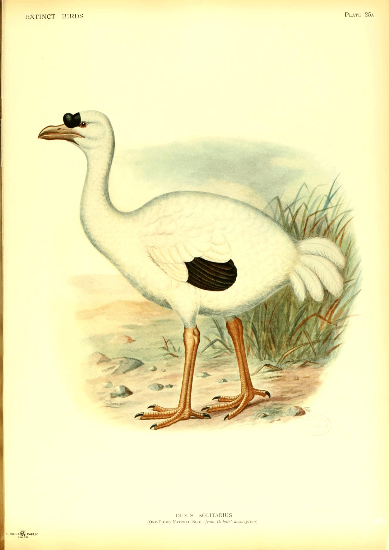 Plate 25a