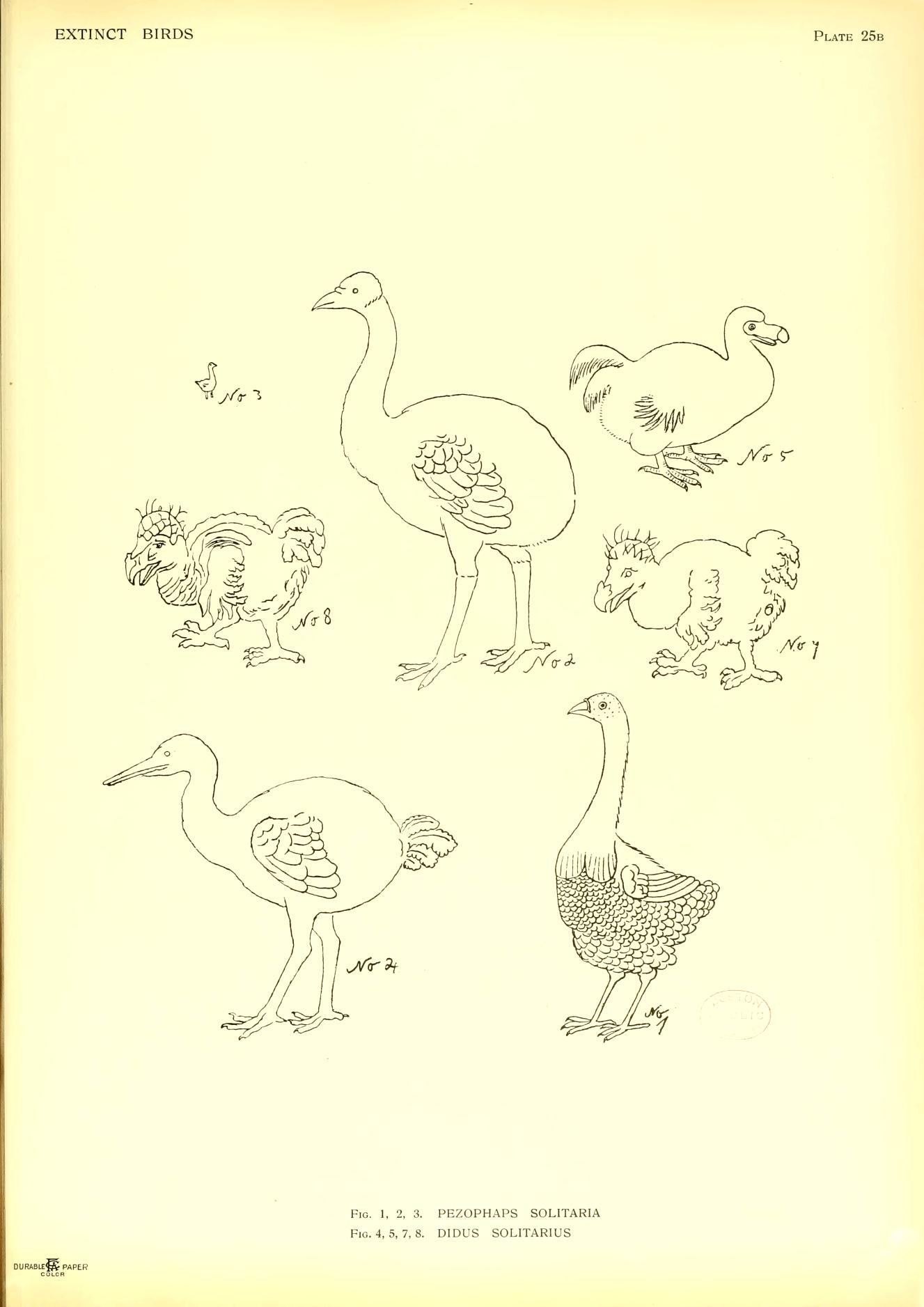 Plate 25b