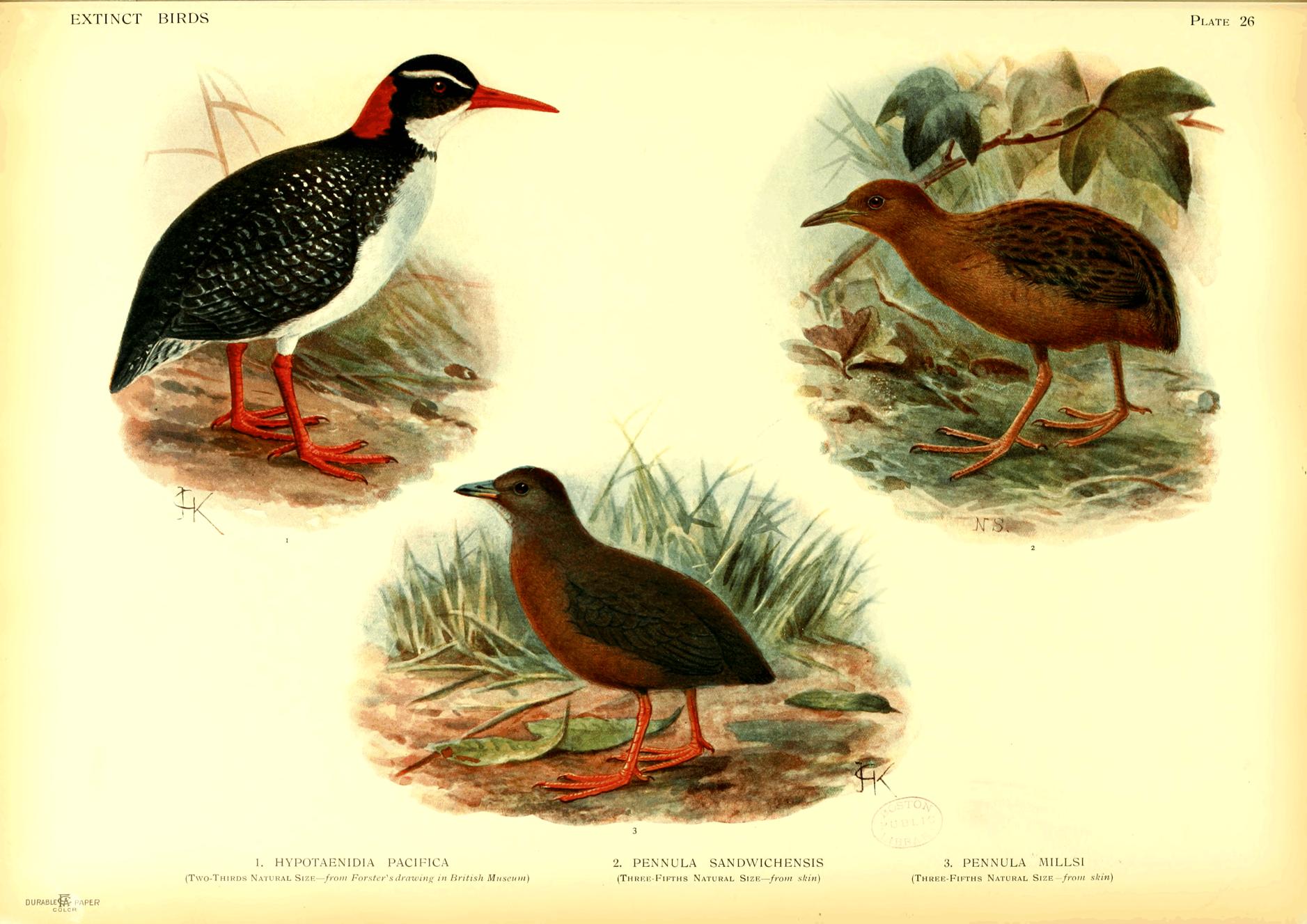Plate 26