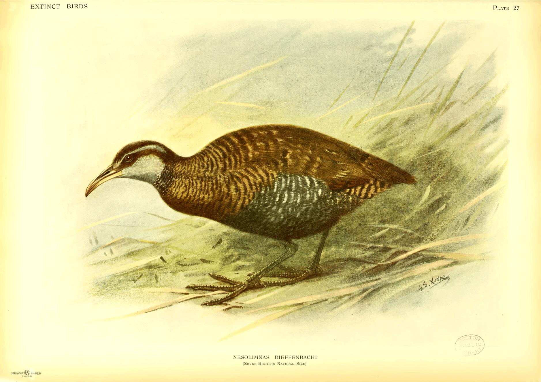 Plate 27