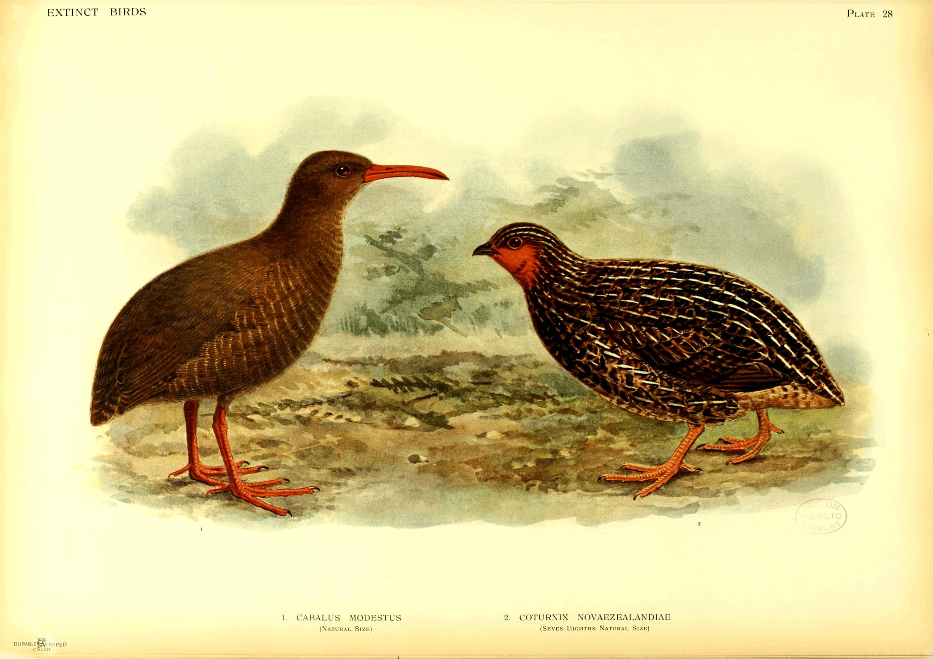 Plate 28