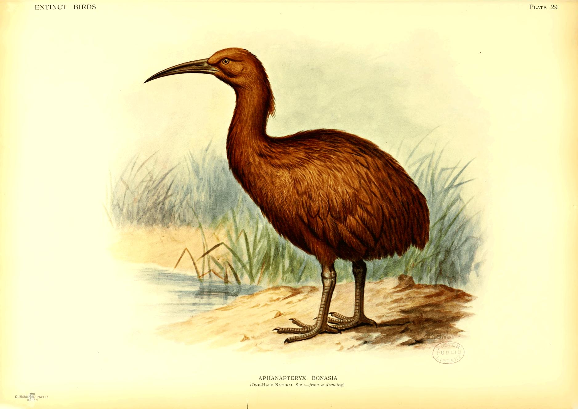Plate 29