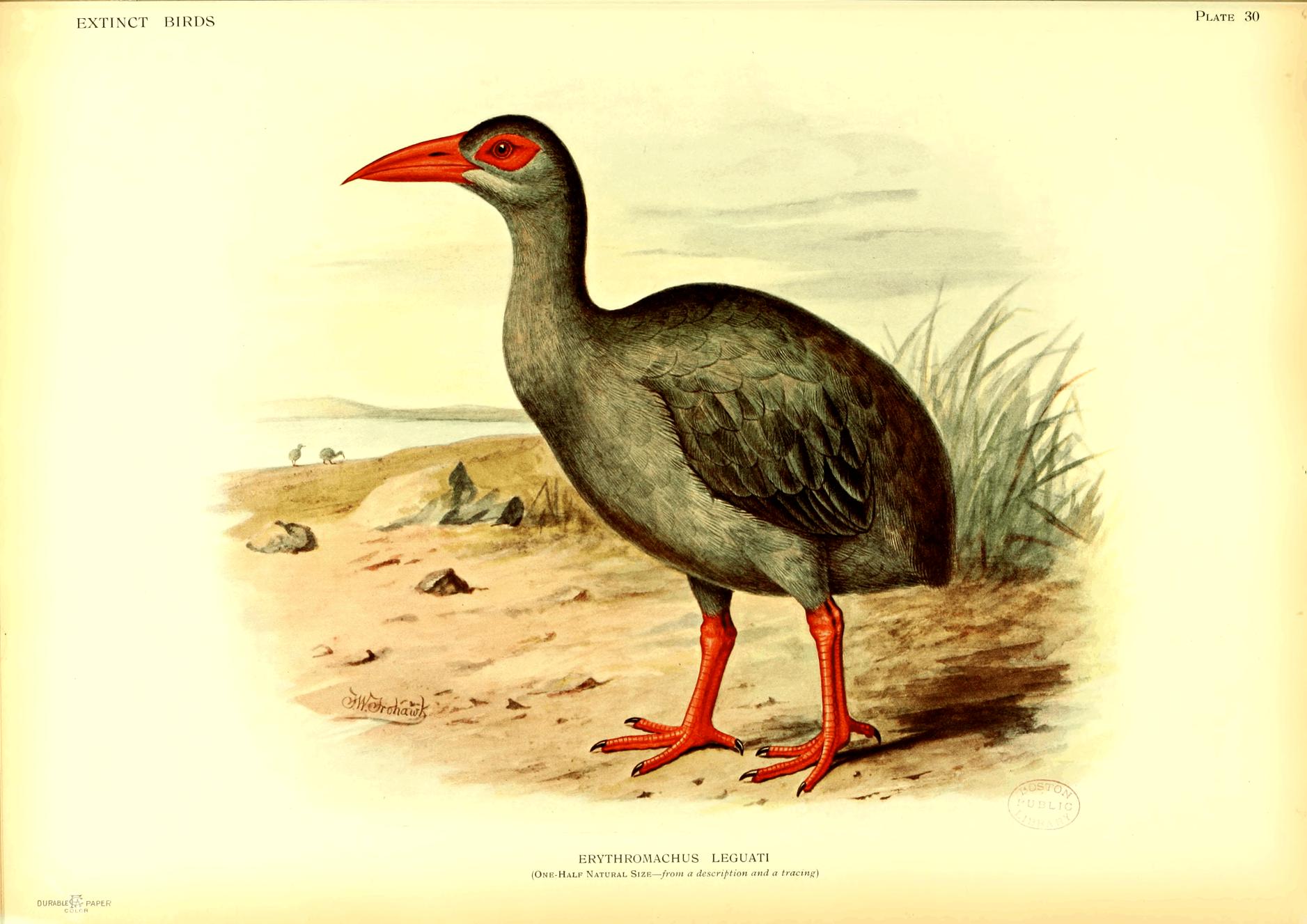 Plate 30