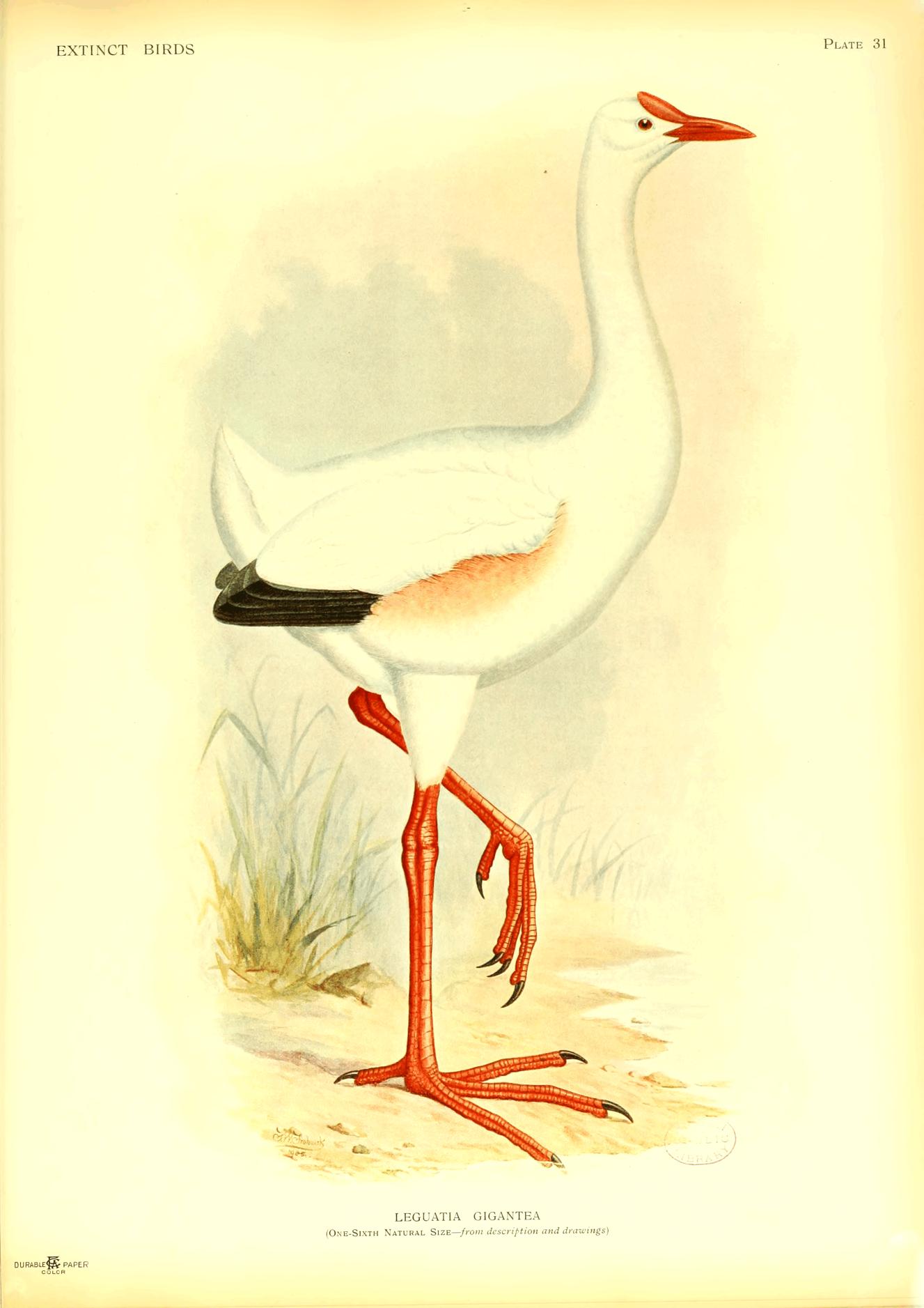 Plate 31