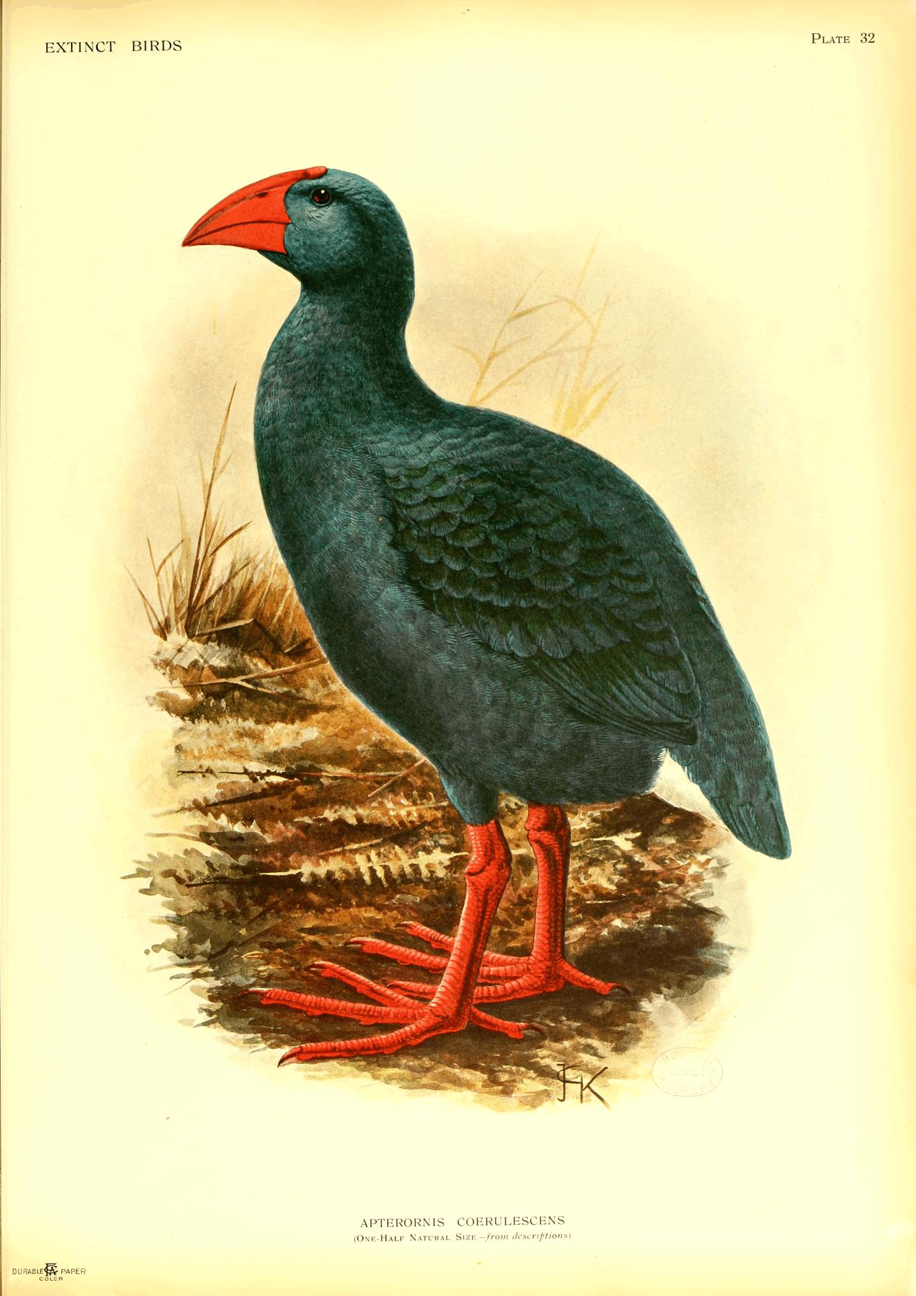 Plate 32