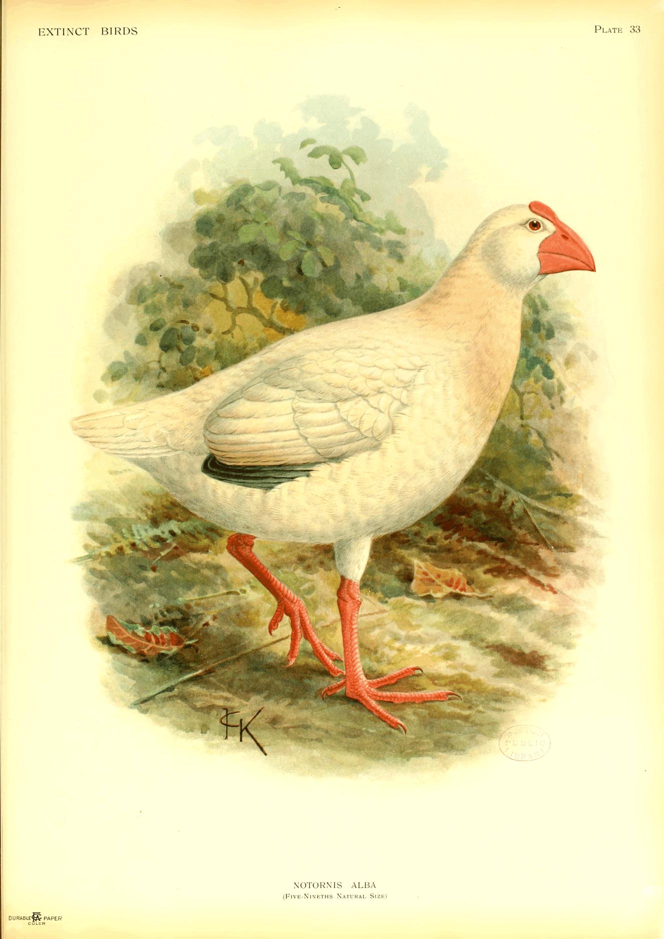 Plate 33