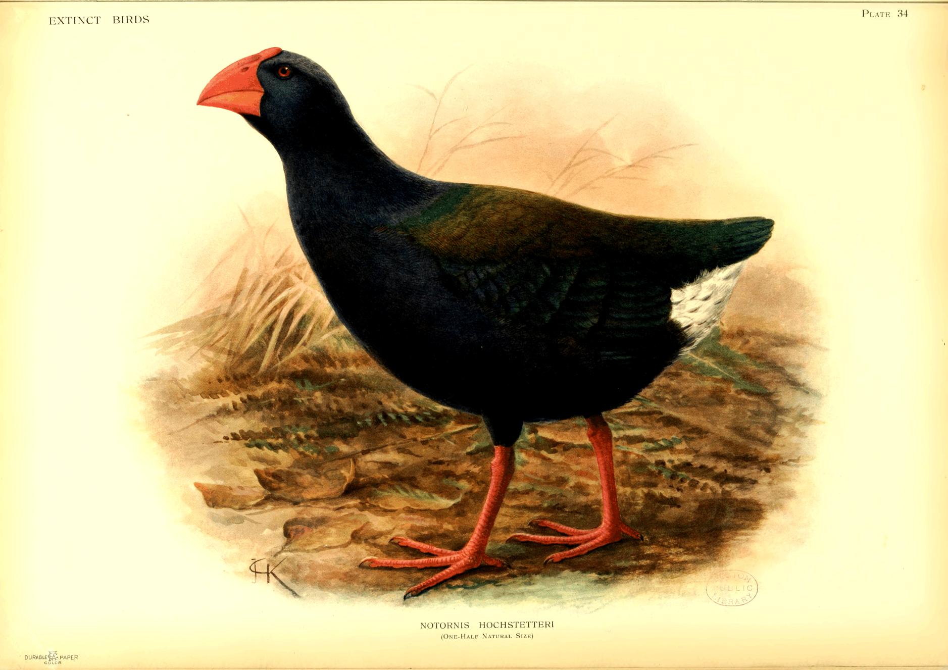 Plate 34
