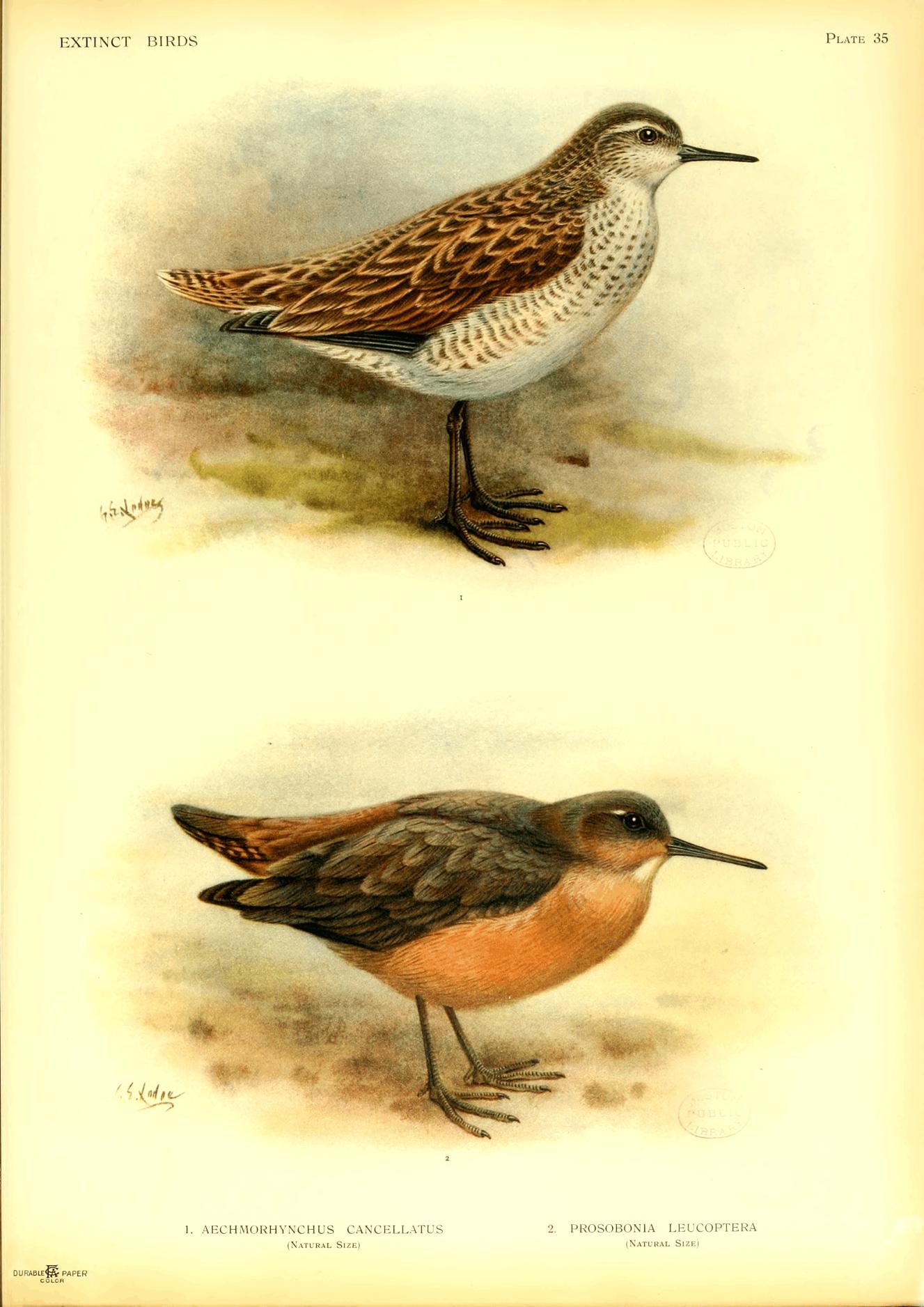 Plate 35