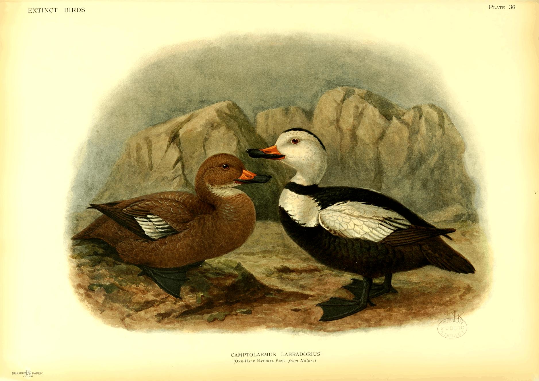 Plate 36